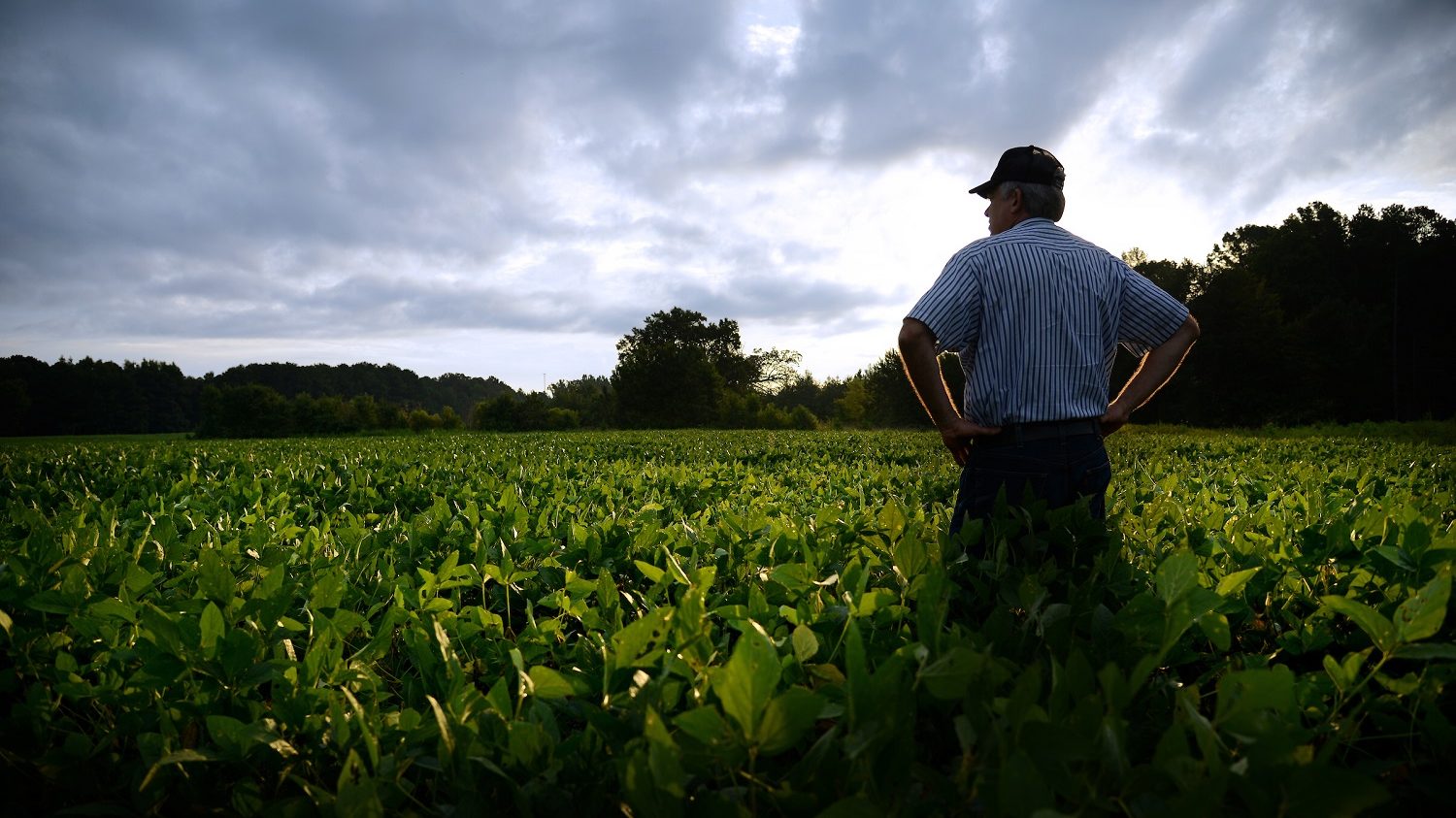 Farmer out standing in his soybean field. Photo credit Roger W Winstead