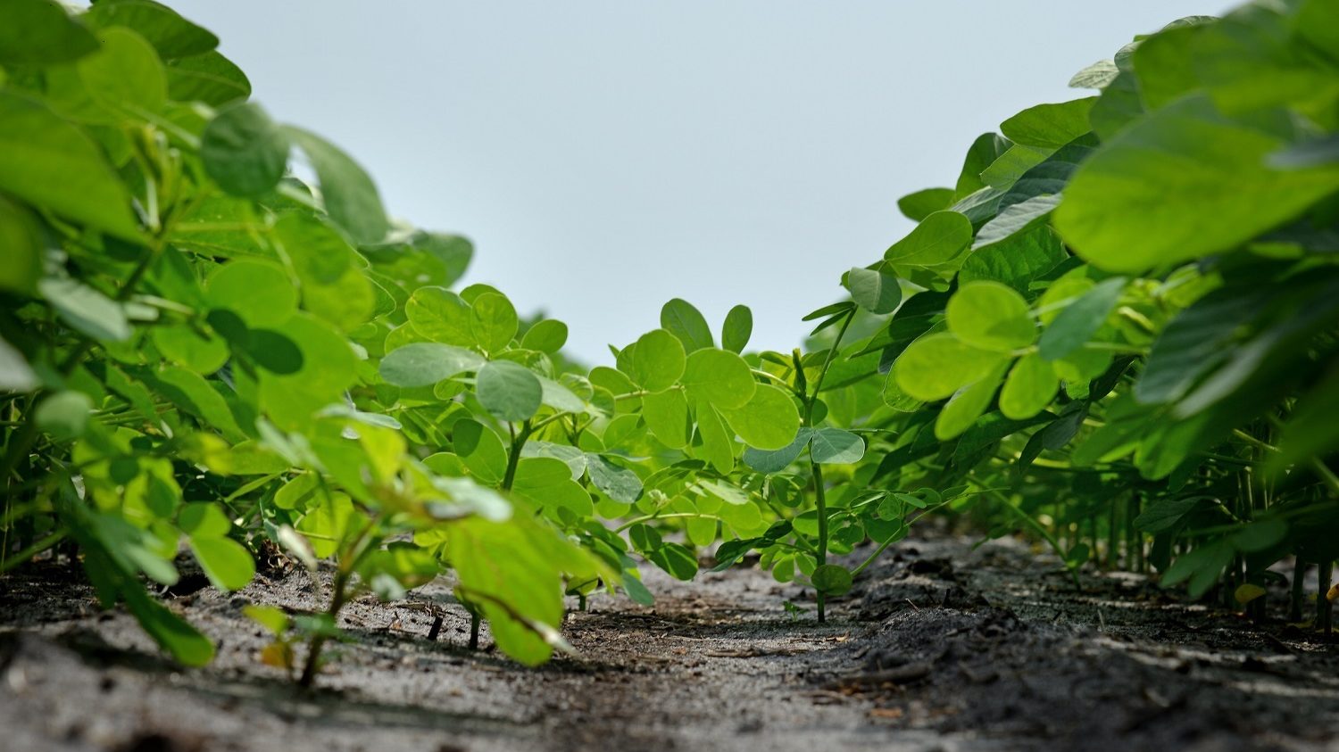 Soybeans at the early stage of growth in Hofmann Forest. Photo by Roger W Winstead
