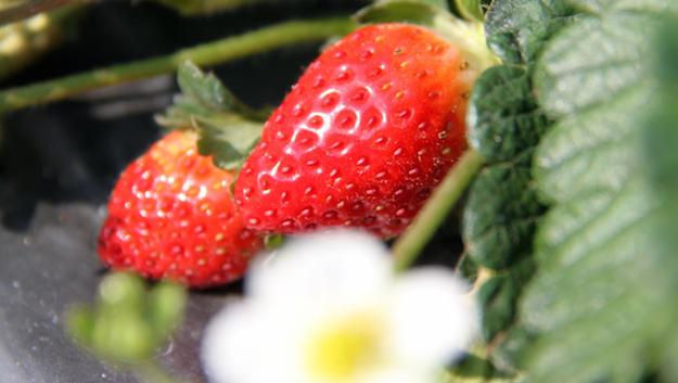 a-strawberry_farm