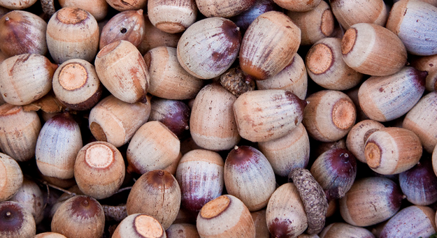 Harvesting the wild: Acorns - Backwoods Home Magazine