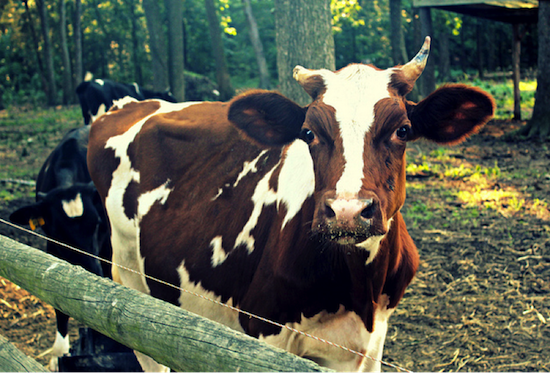 cow