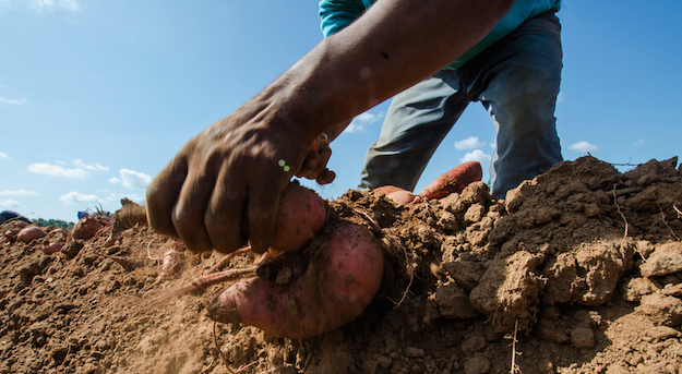 a-harvesting_sweet_potatoes